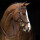 Horseware - Rambo Micklem Multibridle, black, small Horse