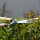 Okatsune 217 Heckenschere mit 30 cm Griff und 17,5 cm Klinge, Gesamtlänge 53 cm