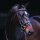 Horseware - Zaumzeug Amigo, aus umweltfreundlichen Leder, Warmblut, schwarz